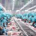 Xuất khẩu thủy sản Việt Nam sang thị trường Nga đang dần phục hồi