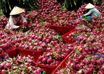 Trung Quốc ngừng nhập khẩu thanh long Việt Nam