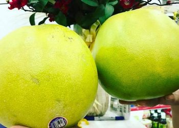 Trái bưởi Việt Nam chuẩn bị xuất khẩu sang Mỹ