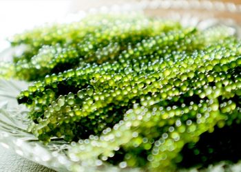 Đặc sản rong nho Khánh Hòa “cháy hàng” dịp Tết