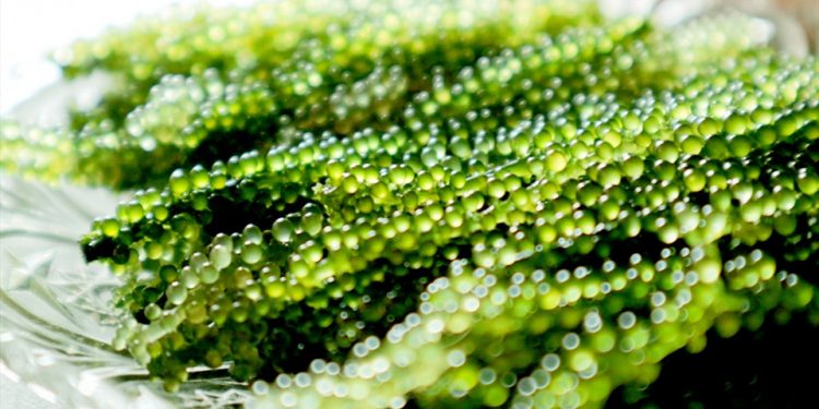 Đặc sản rong nho Khánh Hòa “cháy hàng” dịp Tết