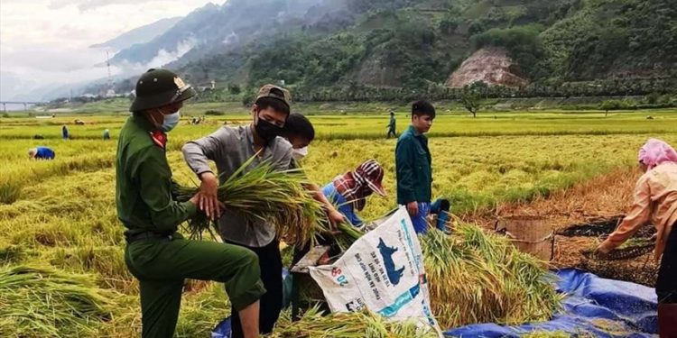 Giá gạo xuất khẩu tăng 5 USD/tấn “kéo” giá lúa gạo nội địa tăng