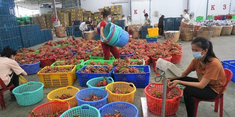 “Tắc” ở cửa khẩu, Long An đau đầu tiêu thụ hàng ngàn tấn thanh long