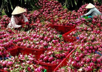 Xuất khẩu nông sản, đừng “bỏ” thị trường gần “mua đường” thị trường xa