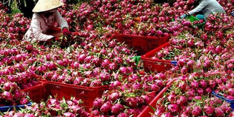 Xuất khẩu nông sản, đừng “bỏ” thị trường gần “mua đường” thị trường xa