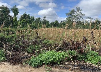 Cảnh báo nhiều hệ luỵ trước tình hình “sốt đất” ở TP.Buôn Ma Thuột