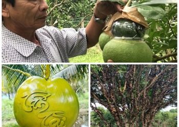 Trái cây độc, lạ tại miền Tây hút khách trước Tết nguyên Đán