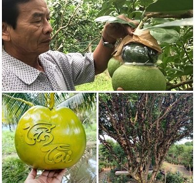 Trái cây độc, lạ tại miền Tây hút khách trước Tết nguyên Đán
