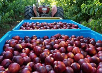 Australia xuất khẩu thí điểm đào và xuân đào sang Việt Nam