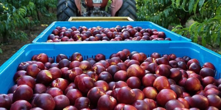 Australia xuất khẩu thí điểm đào và xuân đào sang Việt Nam