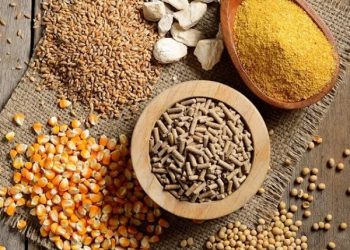 Thức ăn chăn nuôi tăng giá sau kỳ nghỉ Tết