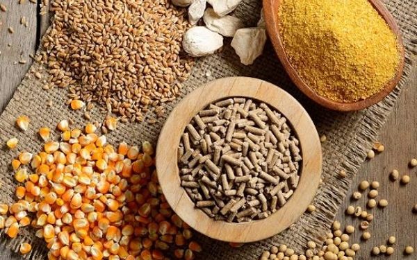 Thức ăn chăn nuôi tăng giá sau kỳ nghỉ Tết
