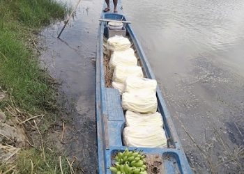 Làm giàu nhờ mô hình trồng bồn bồn kết hợp nuôi cá nước ngọt