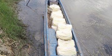 Làm giàu nhờ mô hình trồng bồn bồn kết hợp nuôi cá nước ngọt
