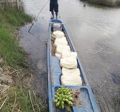 Làm giàu nhờ mô hình trồng bồn bồn kết hợp nuôi cá nước ngọt