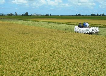 Giá gạo xuất khẩu của Việt Nam và Thái Lan biến động trái chiều