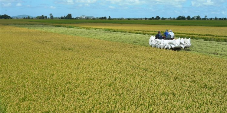 Giá gạo xuất khẩu của Việt Nam và Thái Lan biến động trái chiều