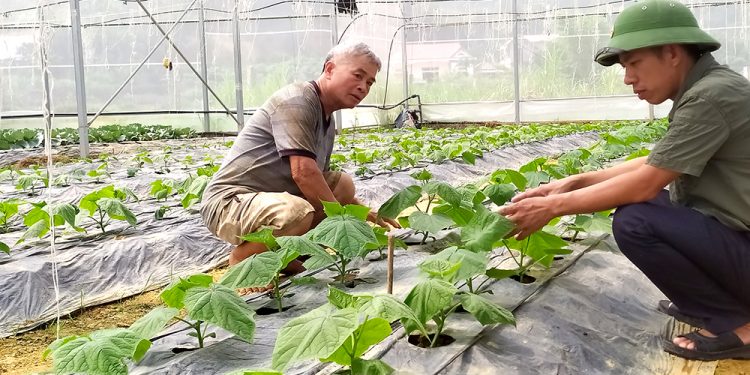 Huyện Cẩm Khê (Phú Thọ): Chú trọng xây dựng sản phẩm OCOP