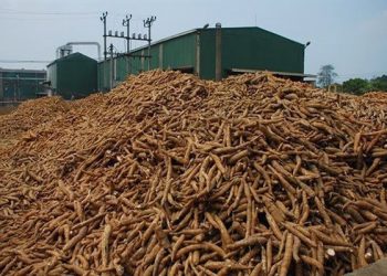 Các doanh nghiệp sắn lo bị phá sản do dừng hoàn thuế giá trị gia tăng