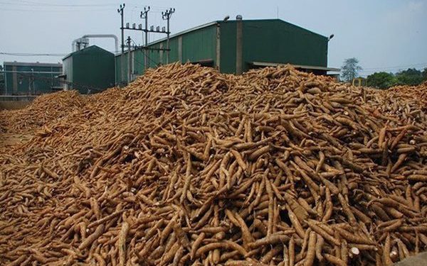 Các doanh nghiệp sắn lo bị phá sản do dừng hoàn thuế giá trị gia tăng