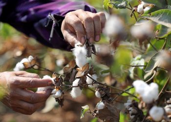 Tháng 1/2022, Việt Nam xuất hơn 473 triệu USD xơ, sợi các loại