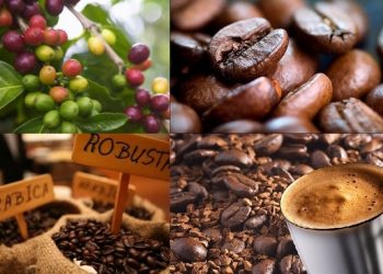 Giá nông sản hôm nay 01/03: Giá cà phê tiếp tục giảm mạnh, giá tiêu ổn định