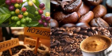 Giá nông sản hôm nay 01/03: Giá cà phê tiếp tục giảm mạnh, giá tiêu ổn định