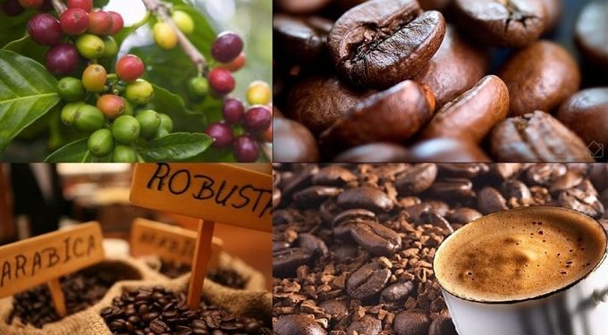 Giá nông sản hôm nay 01/03: Giá cà phê tiếp tục giảm mạnh, giá tiêu ổn định