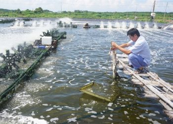 Năm 2021 xuất khẩu tôm đạt 3,9 tỷ USD