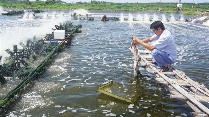 Năm 2021 xuất khẩu tôm đạt 3,9 tỷ USD