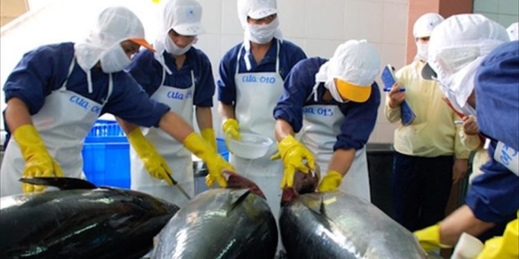 Xuất khẩu cá ngừ sang thị trường Peru tăng đột biến