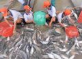 Ngành cá tra đang hồi sinh mạnh mẽ