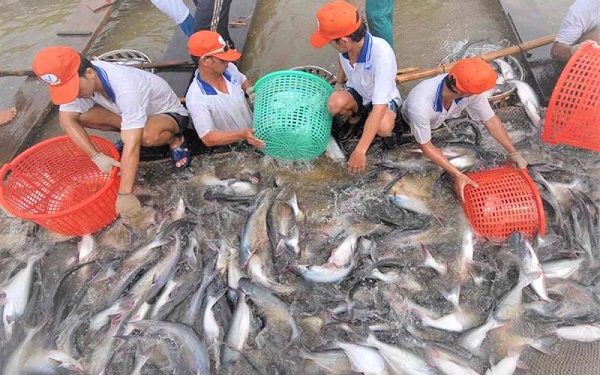 Ngành cá tra đang hồi sinh mạnh mẽ