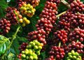 Giá cà phê hôm nay 02/04: Giá cà phê Arabica tiếp chuỗi đà tăng