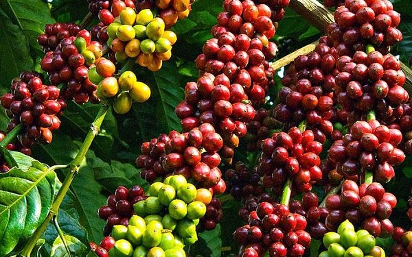 Giá cà phê hôm nay 02/04: Giá cà phê Arabica tiếp chuỗi đà tăng