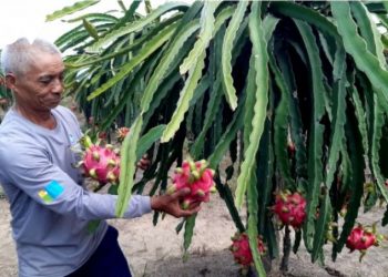 Hướng đi nào cho vải thiều, thanh long xuất khẩu sang thị trường Trung Quốc?