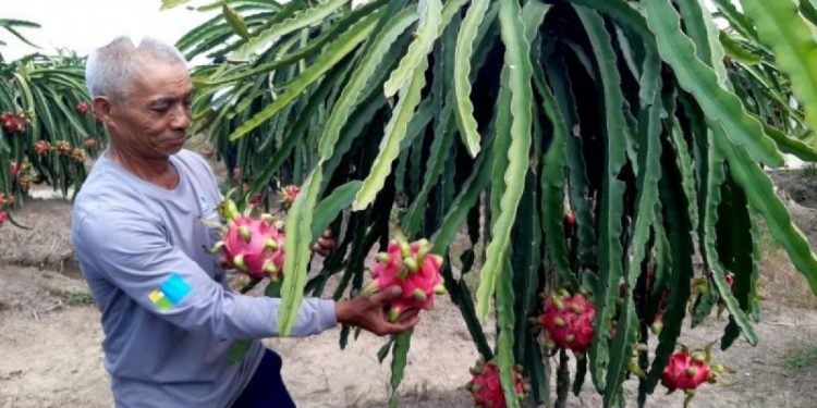 Hướng đi nào cho vải thiều, thanh long xuất khẩu sang thị trường Trung Quốc?