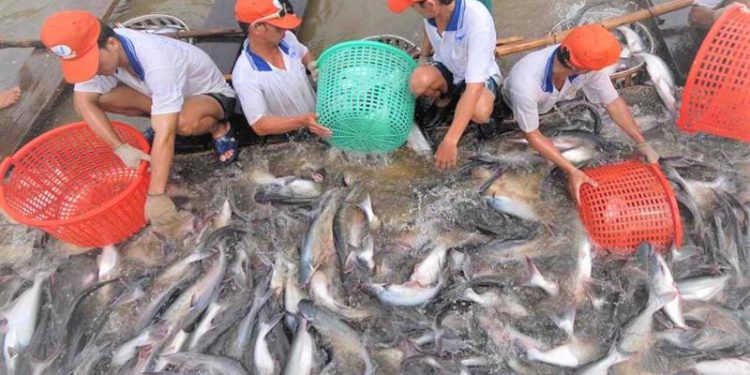 Tôm, cá tra nằm trong top 10 thủy sản tiêu thụ nhiều nhất ở Mỹ