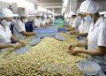Xuất khẩu hạt điều: Thị trường Trung Quốc giảm thu mua từ Việt Nam