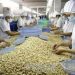 Xuất khẩu hạt điều: Thị trường Trung Quốc giảm thu mua từ Việt Nam