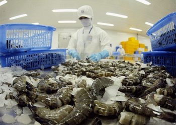 Xuất khẩu tôm sang thị trường Australia tăng kỷ lục