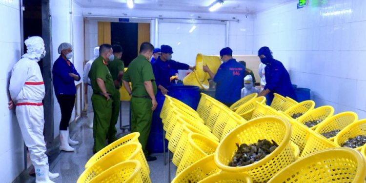 Bạc Liêu: Phát hiện gần 750kg tôm thành phẩm có chứa tạp chất CMC