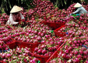 Làm sao để nông nghiệp thoát cảnh ùn ứ, ‘buôn chuyến’?