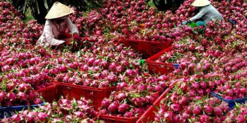 Làm sao để nông nghiệp thoát cảnh ùn ứ, ‘buôn chuyến’?