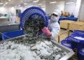 Việt Nam nằm trong TOP 7 nước xuất khẩu tôm lớn nhất thế giới