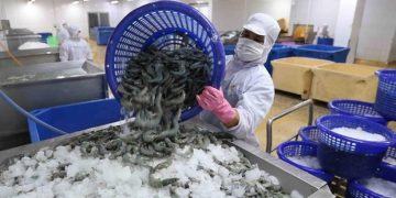 Việt Nam nằm trong TOP 7 nước xuất khẩu tôm lớn nhất thế giới