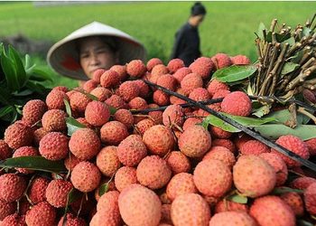 Vải thiều sớm của Bắc Giang được xuất khẩu sang Nhật Bản và EU