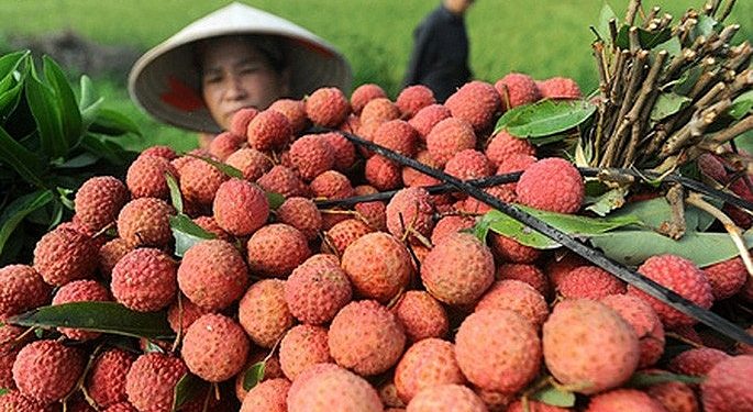 Vải thiều sớm của Bắc Giang được xuất khẩu sang Nhật Bản và EU