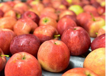 Delicious Fruits – Trái cây tươi ngon và an toàn từ Châu Âu