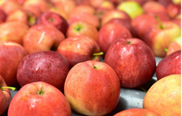 Delicious Fruits – Trái cây tươi ngon và an toàn từ Châu Âu